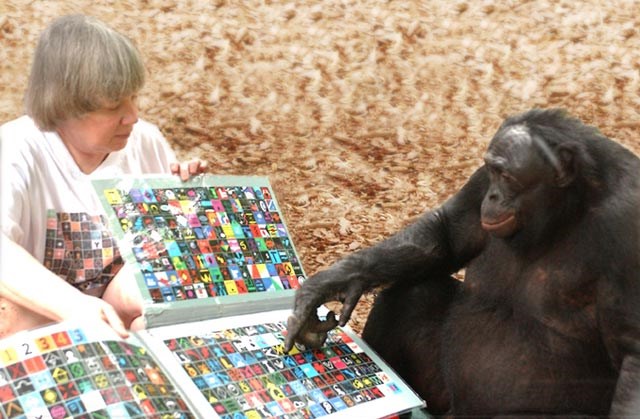 Kanzi, Dr. Sue and lexigrams<br>Photo from greatapetrust.org