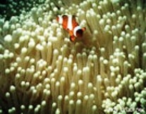 <a href=http://www.coralreef.noaa.gov/welcome.html>&quot;Clown fish live symbiotically with sea anem