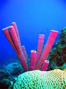 Purple Tube Sponges<br>(photo courtesy of Jim Dean)