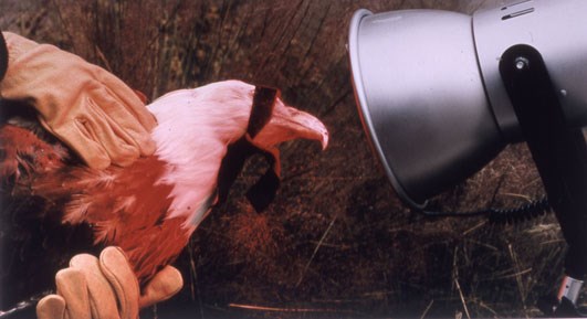 Bald Eagle, 2004 (courtesy Patrick Nagatani)