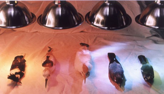 Anechoic Multi-Tonations, 2004 (courtesy Patrick Nagatani)