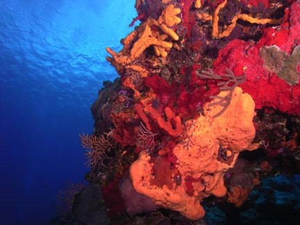 Coral Reef in Cozumel<br>Photo courtesy of Jim Dean