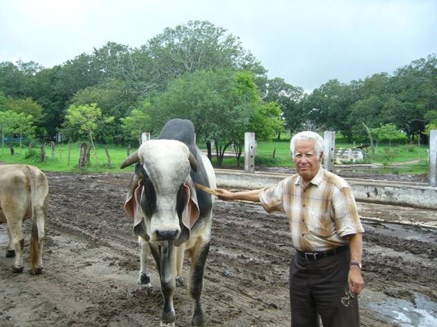 MY GRANDFATHER WITH A BULL (ON THE RANCH)