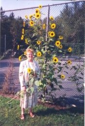 My gramma with her sunflowers