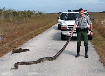 This Animal Cop is rescuing this python on the road (http://weblogs.sun-sentinel.com/news/politics/dcblog/Pythons%20with%20cop.jpg)