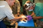  (http://www.imageenvision.com/free_pictures/veterinarians_1.html)