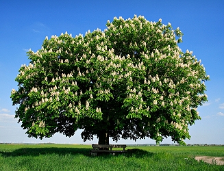 Chestnut Tree (www.2020site.org/trees/chestnut.html)