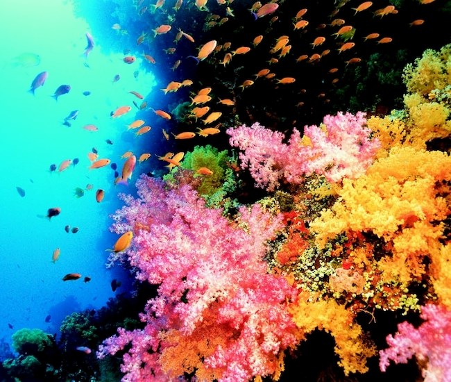 Coral Reef Adventure (MacGillivray Freeman Films)