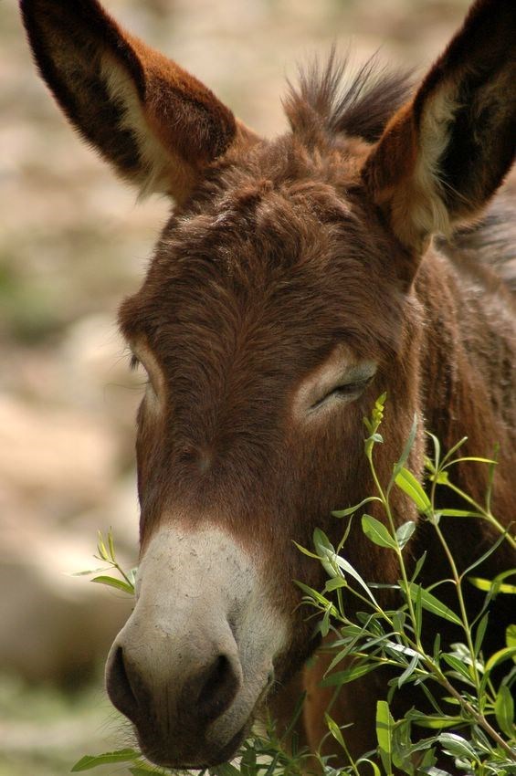 Donkey (http://vroum52.com/vroumanimaux.img/ane1.jpg)