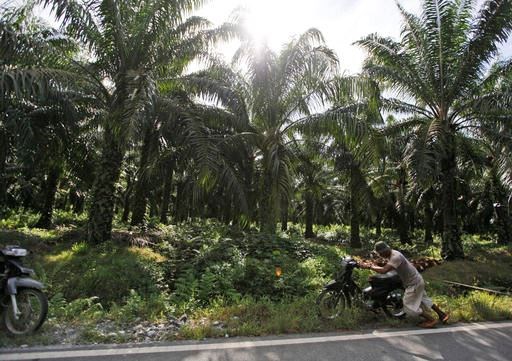 In this Saturday, Sept. 29, 2012 photo, a man pushes his motorbike at a palm oil plantation in Nagan Raya, Aceh province, Indonesia. Indonesia has strengthened its moratorium on converting peat swamps to plantations in a move a conservation research group says would prevent annual fires and substantially cut the country's carbon emissions if properly implemented. (AP Photo/Dita Alangkara)
