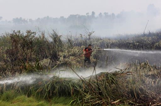In this Thursday, Sept. 17, 2015 file photo a fireman sprays water to extinguish forest fire at a peatland field in Ogan Ilir, South Sumatra, Indonesia. Indonesia has strengthened its moratorium on converting peat swamps to plantations in a move a conservation research group says would prevent annual fires and substantially cut the country's carbon emissions if properly implemented. (AP Photo/Tatan Syuflana, File)