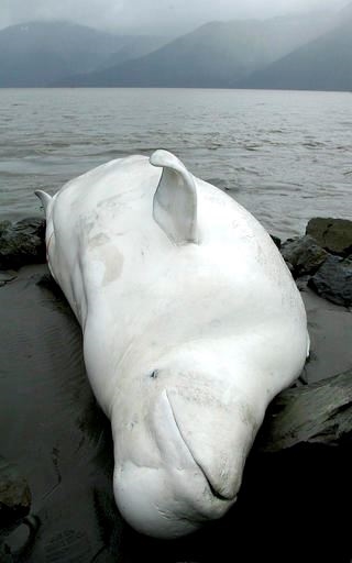 This Aug. 29, 2003, file photo shows one of two beluga whales that washed ashore on a beach south of Anchorage, Alaska. The Cook Inlet beluga whale population was listed as endangered in 2008, and a federal recovery plan released Wednesday, Jan. 4, 2017, calls for a reduction in threats of highest concern, including noise and cumulative factors that may be keeping the population from growing. (AP Photo/Al Grillo, File)