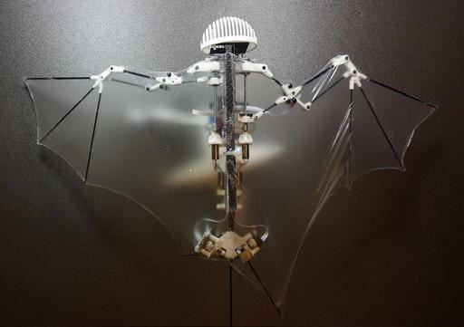 This photo provided by Alireza Ramezani, University of Illinois, shows a Bat Bot, a three-ounce flying robot that they say can be more agile at getting into treacherous places than standard drones. Because it mimics the unique and more flexible way bats fly, this new robot prototype can do a better and safer job getting into disaster sites and scoping out construction zones than those bulky drones with spinning rotors, said the three authors of a study released Wednesday, Feb. 1, 2017, in the journal Science Robotics. (Alireza Ramezani/University of Illinois via AP)