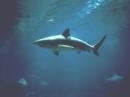 Bull Shark - Type that attacked Jamie<br> (google.com)