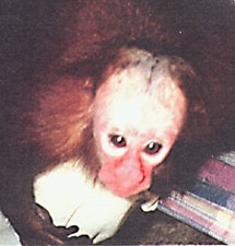 Orphaned Red Bald-Faced Uakaris Monkey