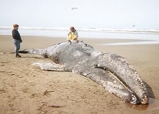 Emaciated and stranded gray whale.  (NMFS/NOAA)