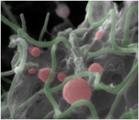 A false color scanning electron microscope image of Archaea cells from a cave in Colorado. (Image courtesy of Hazel Barton)