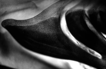 73. Embryonic Landscapes Series. <br>©Ariel Ruiz i Altaba, all rights reserved.