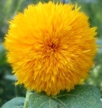 John liked teddy bear sunflowers (http://www.flower-gardening-made-easy.com/images/Sunflower-teddybear.jpg)