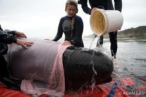 Emily helping save a beached whale (Emily Hunter)
