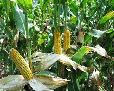 <b> Corn Ears </b>