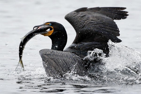 A double-crested cormorant surfaces after catching an alewife on Damariscotta Lake in Newcastle, Maine. The fish are a valuable food source for shore birds and fish species such as striped bass and bluefish in New England. In Connecticut, a coalition of groups is providing fish ladders to help the alewives travel up its rivers to spawn. <P>Robert F. Bukaty/AP/File