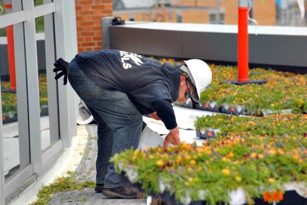 A worker helps to install a green roof with a blanket of sedum plants at Union Station in Normal, Ill. A dedication of the new facility is planned for July 14. In Nairobi, Kenya, the Coca Cola building and others are using green roofs to cool buildings and cut energy costs. <P>Steve Smedley/AP/The Pantagraph