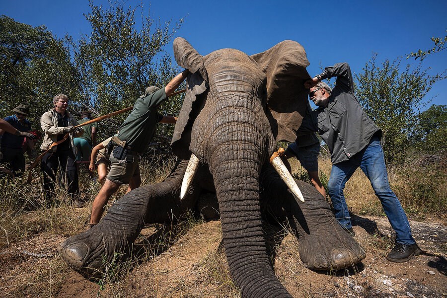 Picture of Project ‘Frozen Dumbo’ helps boost dwindling African elephant populations