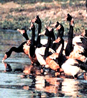 <center>Magpie geese congregate in the thousands on floodplains in the Northern Territory, and are often hunted by Aboriginal people for food (Photo: CM Finlayson)<br>https://www.deh.gov.au/ssd/wetlands/northern/</center>