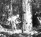 Rubber Tapper