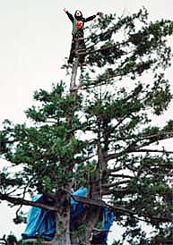 julia hill butterfly