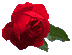 rose1r.gif - 3.6 K