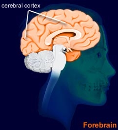The cerebral cortex....the brain (brainexplorer.org)