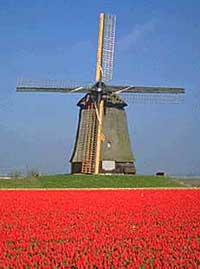 Tulip field in the Netherlands. (www.growingtulips.com)