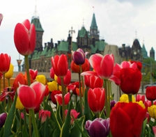 Tulips blooming on Parliament Hill in Ottawa. (canadacool.com)