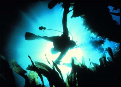 Diver descends through giant kelp bed.  Photographer W. Busch, NOAA