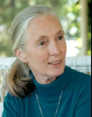 A picture of Jane Goodall