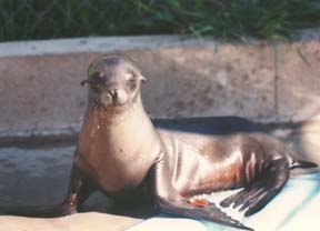 Picture of Friends of the Sea Lion