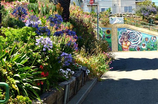 Picture of From gangs to gardens: Community agriculture transforms a San Francisco neighborhood