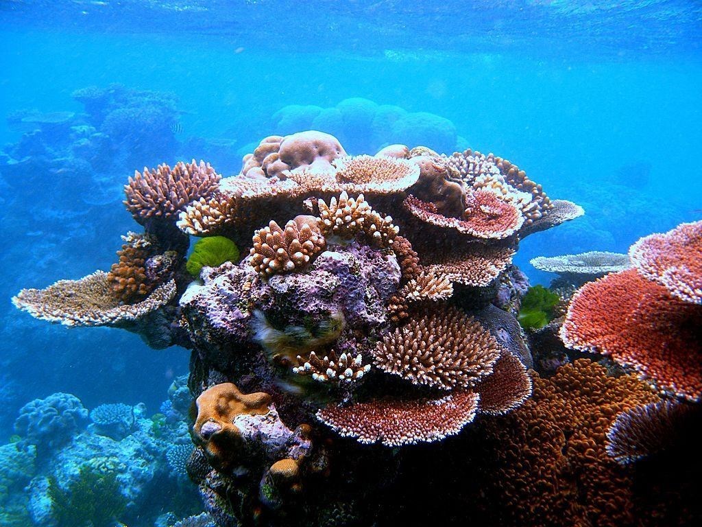Picture of Help Mary Save Coral