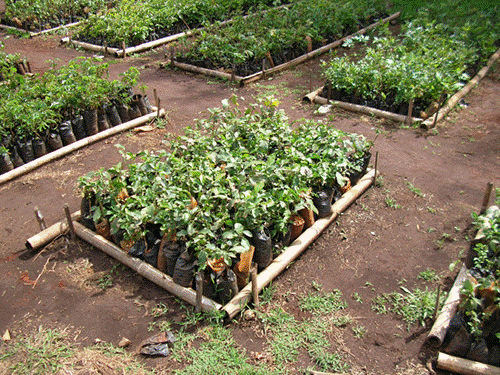 Plantas de semillero en un vivero de plantas autóctonas del bosque Aberdare, Kenia. <br>Foto: Mia MacDonald